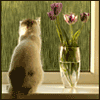 Bembi