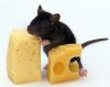 BlackMouse