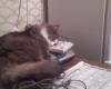 tishka