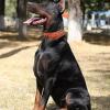 Dobermanochka