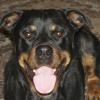 Sheyla